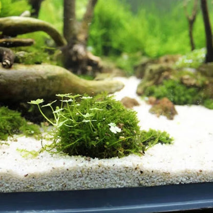 2PCS Aquarium Moss Ball Holder – DIY Plant Decor