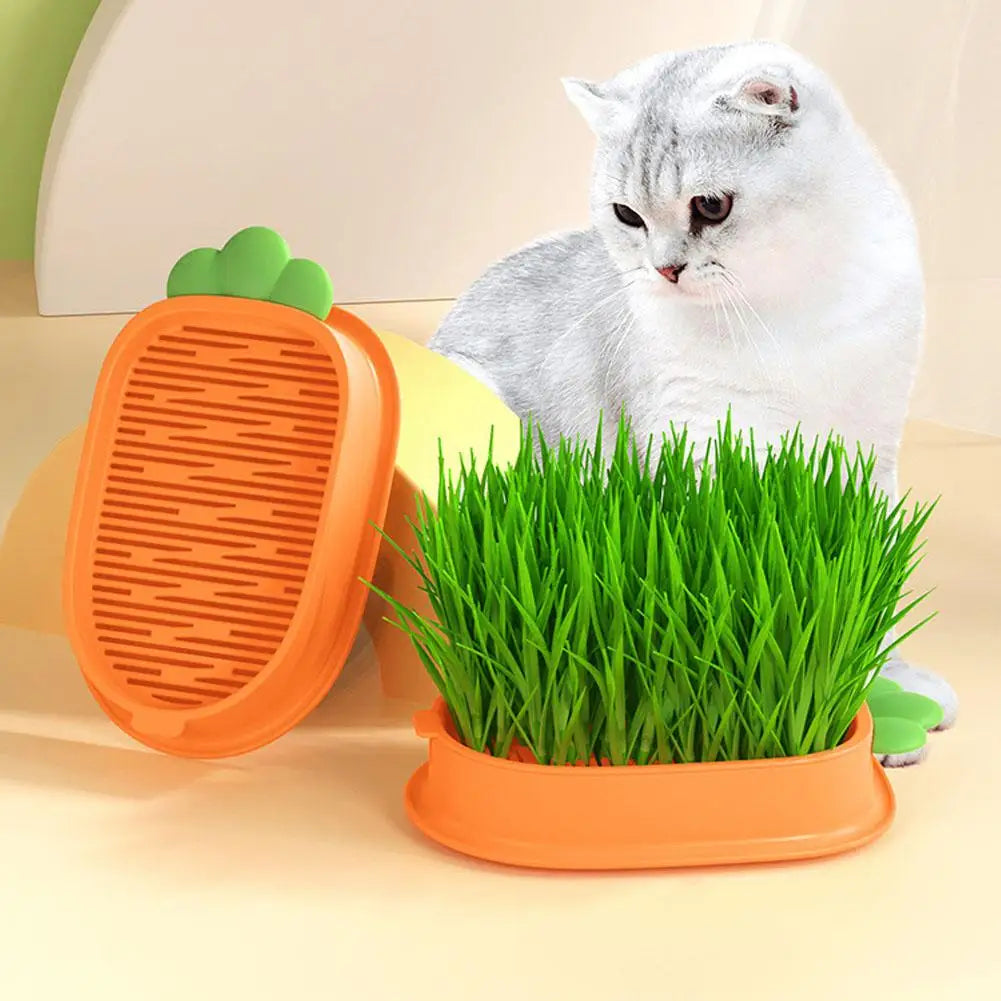 Soilless Cat Grass Kit Hydroponic Carrot Planter