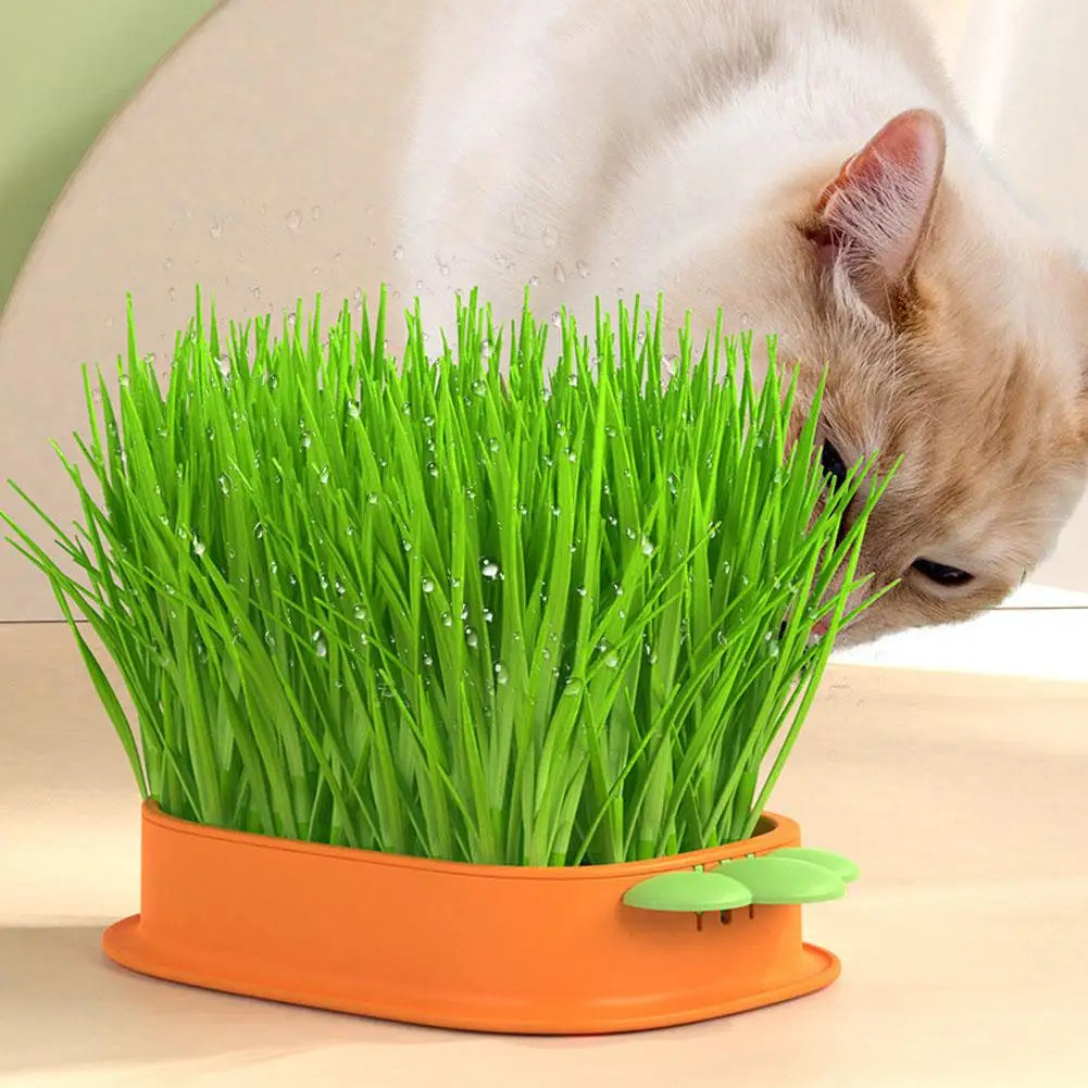 Soilless Cat Grass Kit Hydroponic Carrot Planter