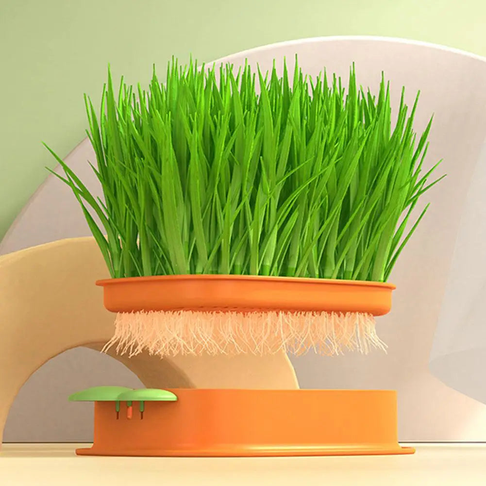 Soilless Cat Grass Kit Hydroponic Carrot Planter