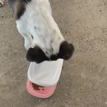 Smart Food Dispenser For Cats and Dogs
